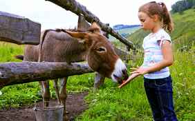 Zu Gast bei Esel Ugo - Foto: Julia Mashkova / stock.adobe.com